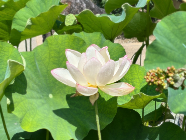 大阪市天王寺区誓安寺の蓮の花見頃案内