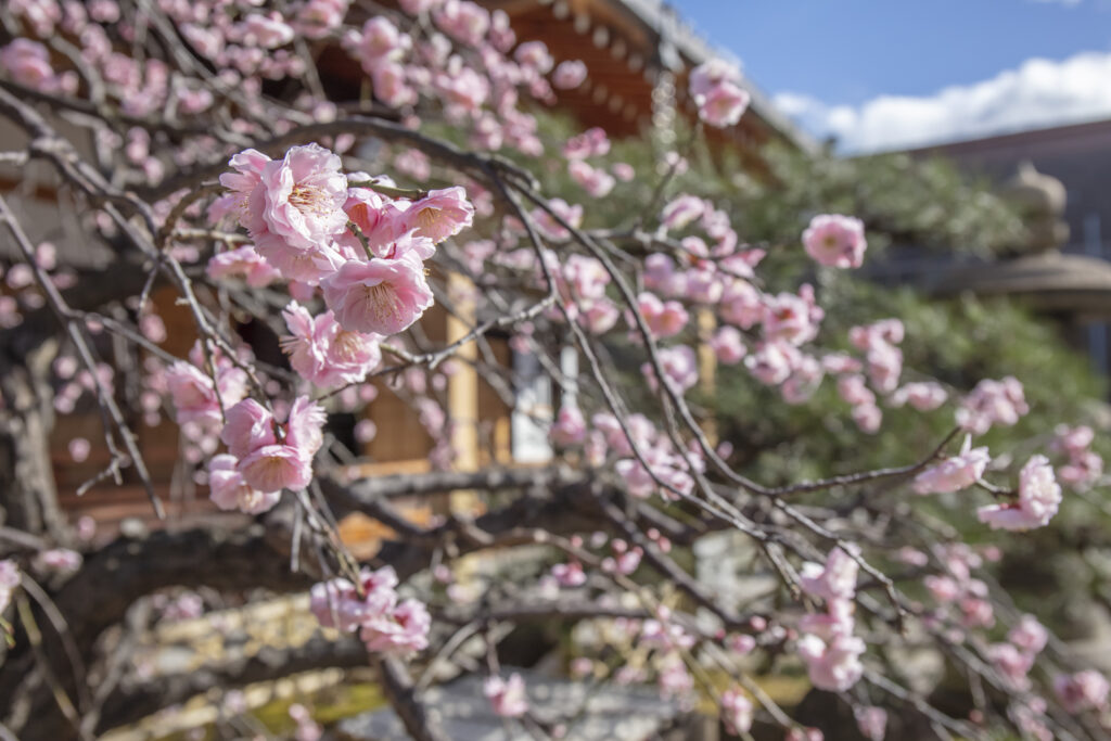 誓安寺(せいあんじ) ホームページ |大阪市 天王寺区|浄土宗 総本山 知恩院 末寺|お一人お一人に合ったお供養